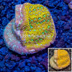 LiveAquaria® Cultured Leptoseris Coral (click for more detail)