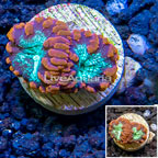 LiveAquaria® Cultured Blastomussa Coral (click for more detail)