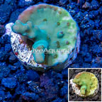 LiveAquaria® Cultured Acropora Coral (click for more detail)