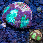 LiveAquaria® Cultured Blastomussa Coral (click for more detail)