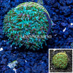 LiveAquaria® Cultured Galaxea Coral (click for more detail)