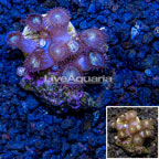 LiveAquaria® Cultured Zoanthus Coral (click for more detail)