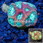 LiveAquaria® Cultured Favia Brain Coral (click for more detail)