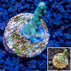 LiveAquaria® Cultured Acropora Coral (click for more detail)