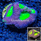LiveAquaria® Cultured Goniastrea Brain Coral (click for more detail)