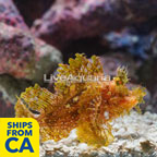 Weedy Scorpionfish (click for more detail)