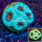 LiveAquaria® Cultured Favia Brain Coral (click for more detail)