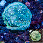 LiveAquaria® Cultured Pavona Coral (click for more detail)