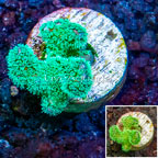 LiveAquaria® Cultured Green Stylophora Coral (click for more detail)