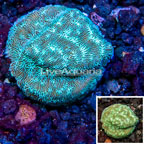 LiveAquaria® Cultured Leptoseris Coral (click for more detail)