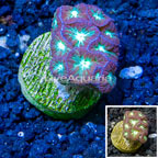 LiveAquaria® Cultured Blastomussa Coral (click for more detail)