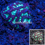 LiveAquaria® cultured Goniastrea Brain Coral (click for more detail)