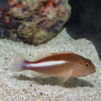 Arc-Eye Hawkfish (click for more detail)