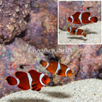 Maroon Clownfish, Pair (click for more detail)