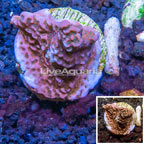 LiveAquaria® Cultured Montipora Coral (click for more detail)
