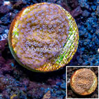 LiveAquaria® Cultured Montipora Coral (click for more detail)