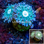 LiveAquaria® Cultured Ultra Duncan Coral (click for more detail)