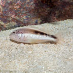Freckled Hawkfish  (click for more detail)
