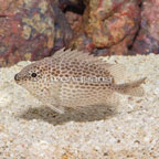 Brown Spotted Rabbitfish (click for more detail)