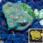 LiveAquaria® Cultured Favia Coral (click for more detail)