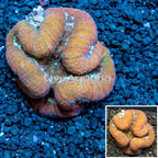 Lobophyllia Coral Tonga (click for more detail)