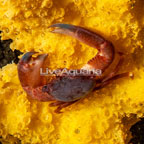 Trapezia Crab  (click for more detail)