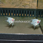 Blushing Angelfish, Pair (click for more detail)