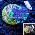 LiveAquaria® Cultured Hammer Coral (click for more detail)