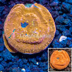 LiveAquaria® Cultured Ultra Chalice Coral (click for more detail)