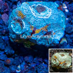 LiveAquaria® Cultured Acan Echinata Coral (click for more detail)