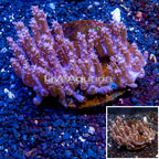 Tree Coral Indonesia (click for more detail)