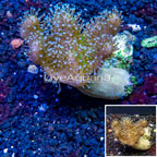 Devil's Hand Leather Coral Indonesia (click for more detail)