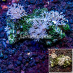 Xenia Coral Indonesia (click for more detail)
