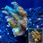Devil's Hand Leather Coral Indonesia (click for more detail)