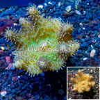 Devil's Hand Leather Coral Indonesia (click for more detail)