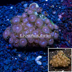 Zoanthus Coral Indonesia (click for more detail)