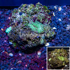 Mushroom Coral Vietnam (click for more detail)