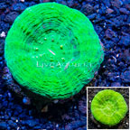 Scolymia Coral Australia (click for more detail)