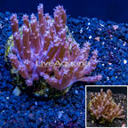 Tree Coral Indonesia (click for more detail)