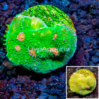 LiveAquaria® Cultured Ultra Chalice Coral (click for more detail)