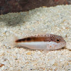 Freckled Hawkfish (click for more detail)