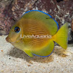 Caribbean Blue Tang (click for more detail)