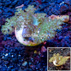 LiveAquaria® Cultured Tree Coral (click for more detail)