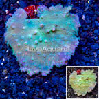 LiveAquaria® Cultured Sinularia Coral (click for more detail)