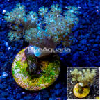 LiveAquaria® Cultured Pineapple Tree Coral (click for more detail)