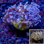 LiveAquaria® Cultured Hammer Coral (click for more detail)