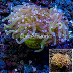 LiveAquaria® Cultured Torch Coral (click for more detail)