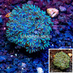 LiveAquaria® Cultured Sympodium Polyps (click for more detail)