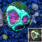 LiveAquaria® Cultured Favia Coral (click for more detail)