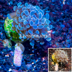 LiveAquaria® Cultured Hammer Coral (click for more detail)